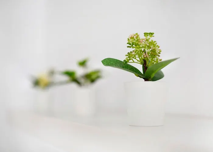 Playa 2c Apartament *