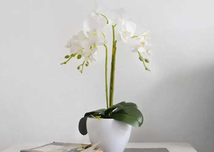 Apartament Playa 2c *